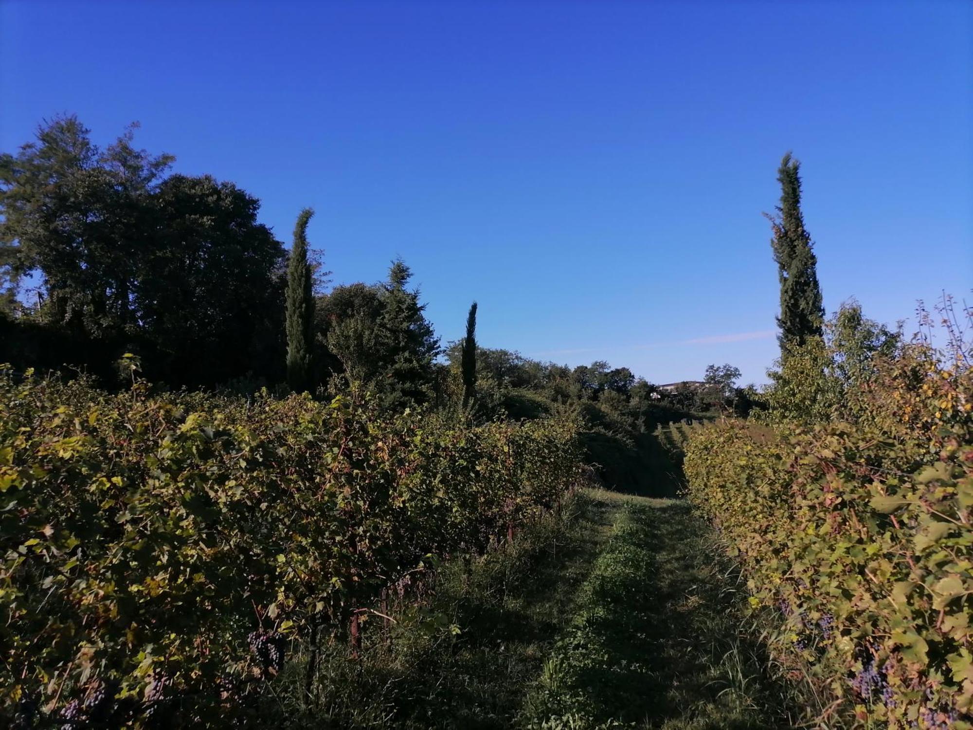 Relais Ca' Morenica Valeggio sul Mincio Εξωτερικό φωτογραφία